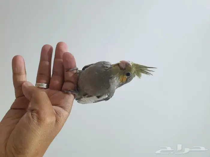 فرخ كروان تم البيع 2