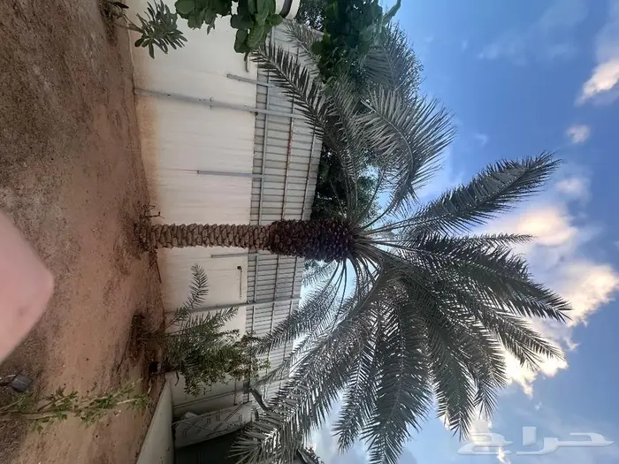 نخلة برحي للبيع أو سبيل 0