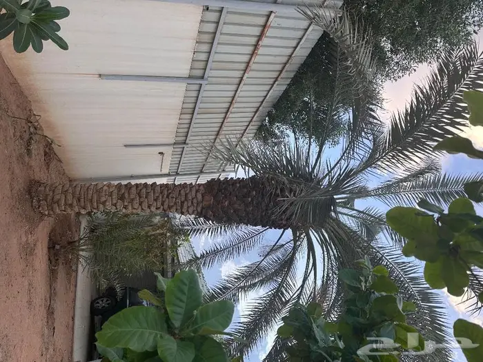 نخلة برحي للبيع أو سبيل 1