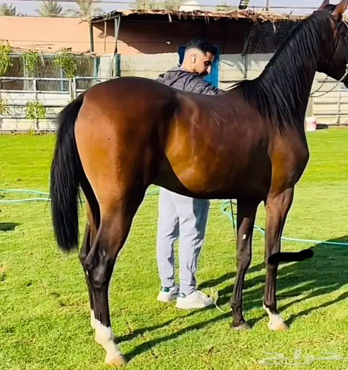 ايواء تدريب عسف ركوب جمال 0