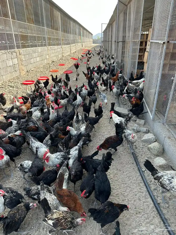 ديوك بلدي مشكل 1