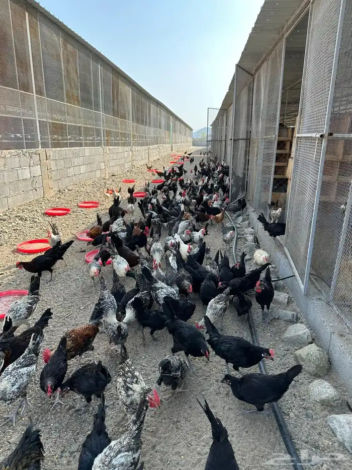 ديوك بلدي مشكل 2