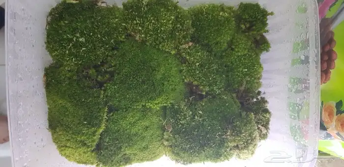 نبات الموس طحالب الوسادة 2
