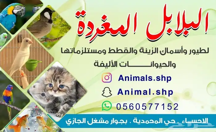سلاحف برية يونانية 2