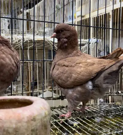طبه مودينا كنق نحاسي تم البيع 5