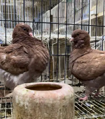 طبه مودينا كنق نحاسي تم البيع 3