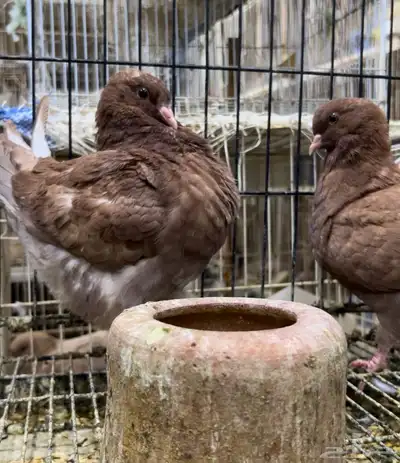 طبه مودينا كنق نحاسي تم البيع 1