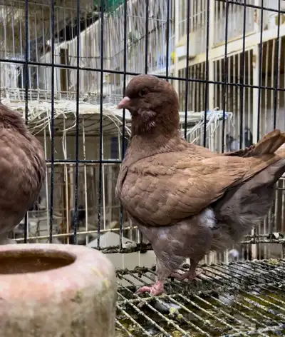 طبه مودينا كنق نحاسي تم البيع 2