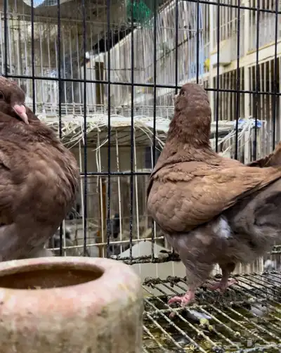 طبه مودينا كنق نحاسي تم البيع 6