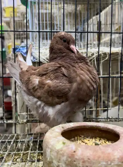 طبه مودينا كنق نحاسي تم البيع 8