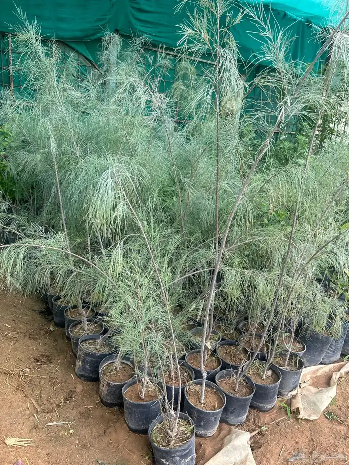 اثل بلدي ارتفاع 150 سم - 200 سم 0