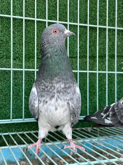 جوز حمام باكستاني كاسوري ( تم البيع ) 3