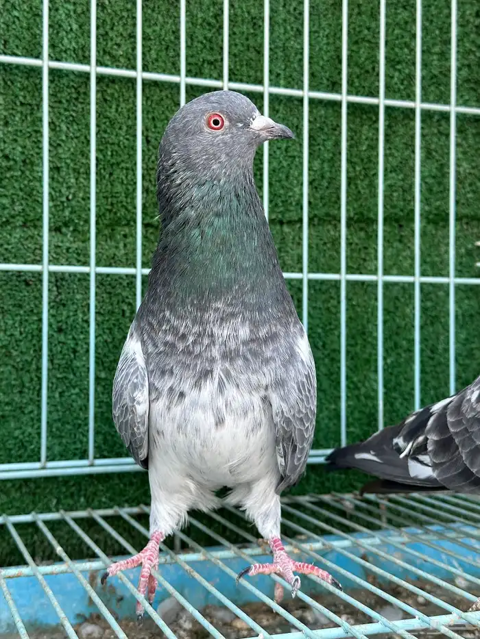 جوز حمام باكستاني كاسوري ( تم البيع ) 3