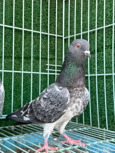 جوز حمام باكستاني كاسوري ( تم البيع ) 2