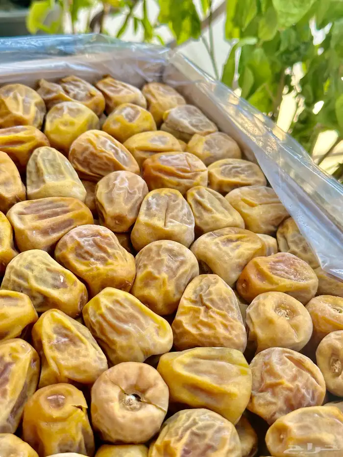 تمر سكري انتاج السنه 0