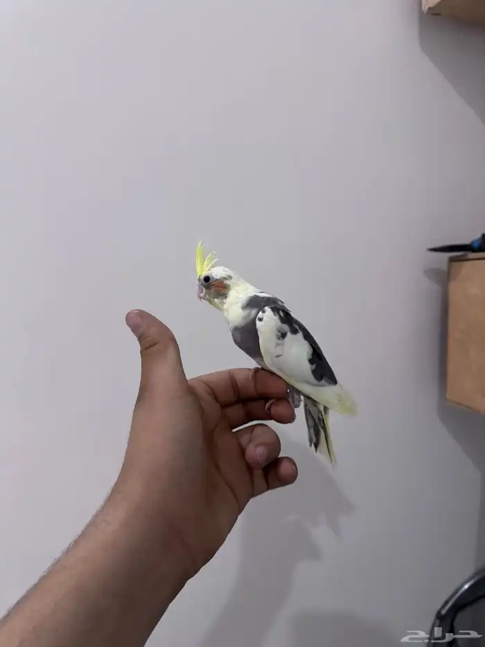 كروان اليف 5