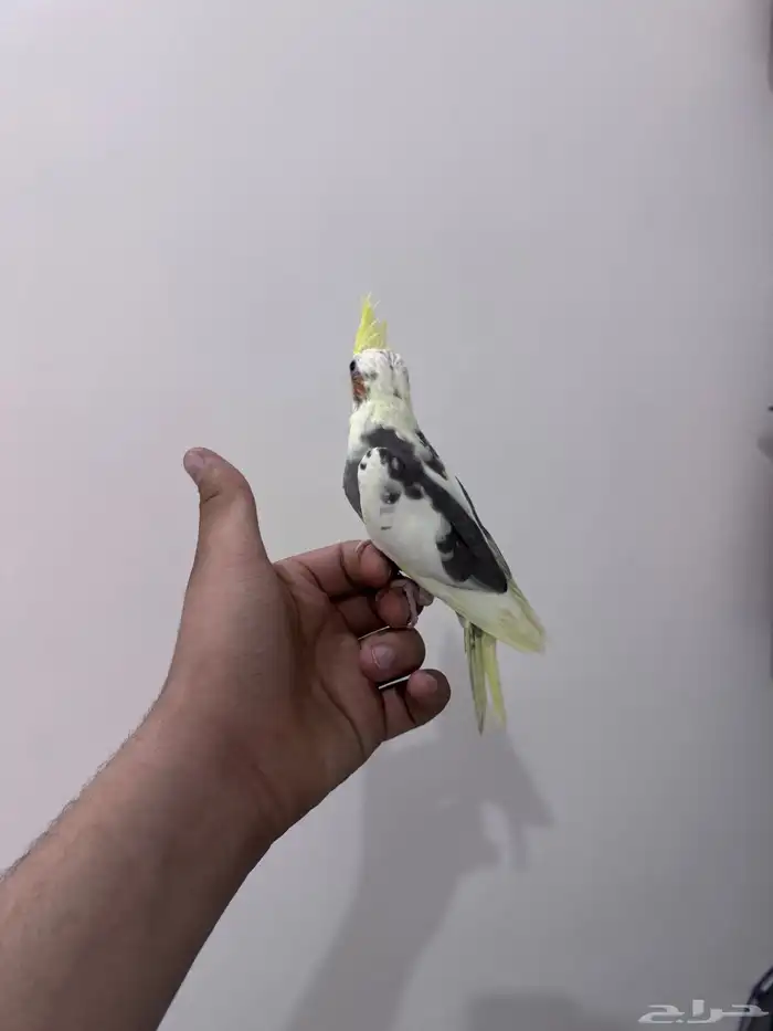 كروان اليف 1