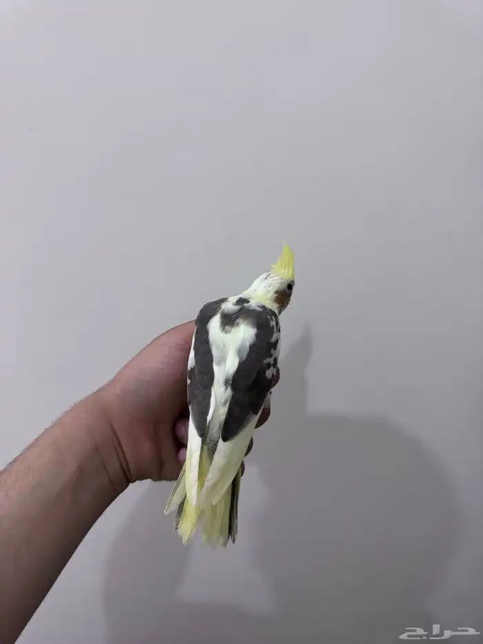 كروان اليف 3