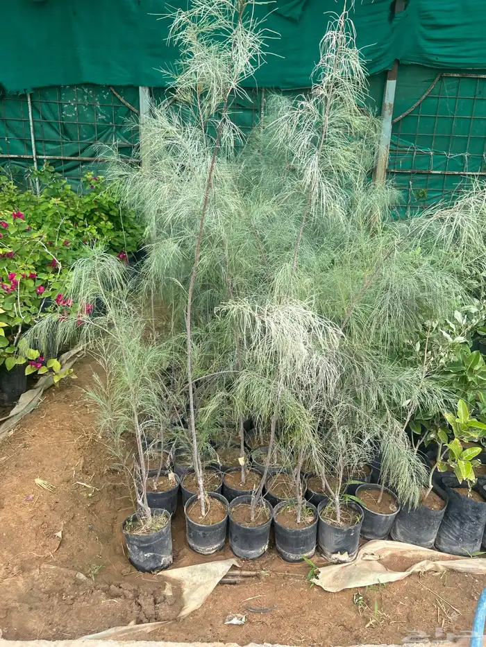 اثل بلدي ارتفاع 150 سم - 200 سم 1