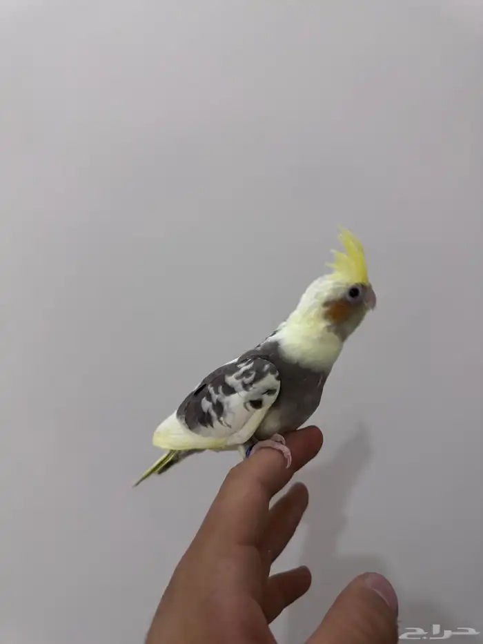 كروان اليف 0