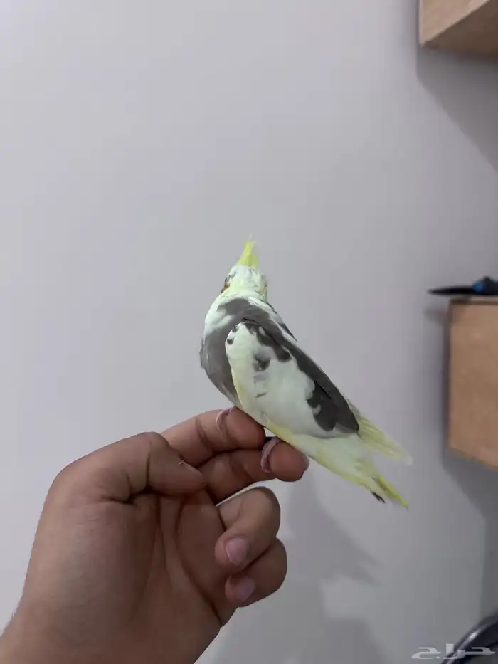 كروان اليف 2