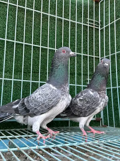 جوز حمام باكستاني كاسوري ( تم البيع ) 1