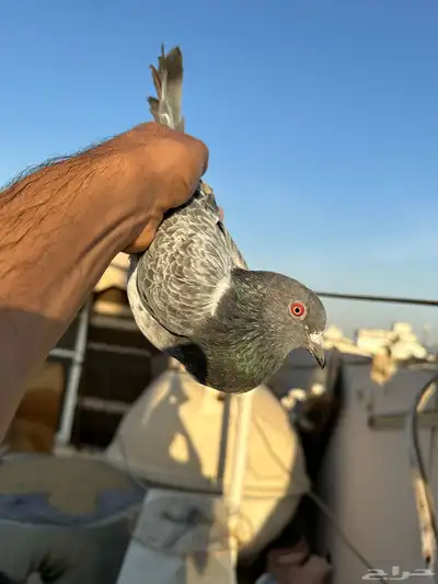 جوز حمام باكستاني كاسوري ( تم البيع ) 4