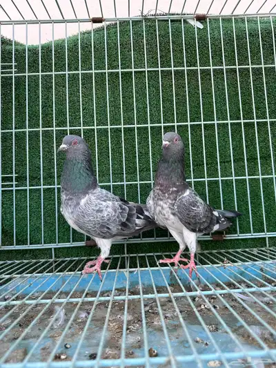 جوز حمام باكستاني كاسوري ( تم البيع ) 0