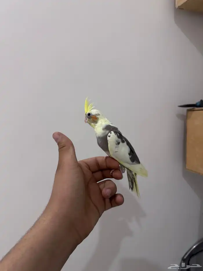 كروان اليف 4