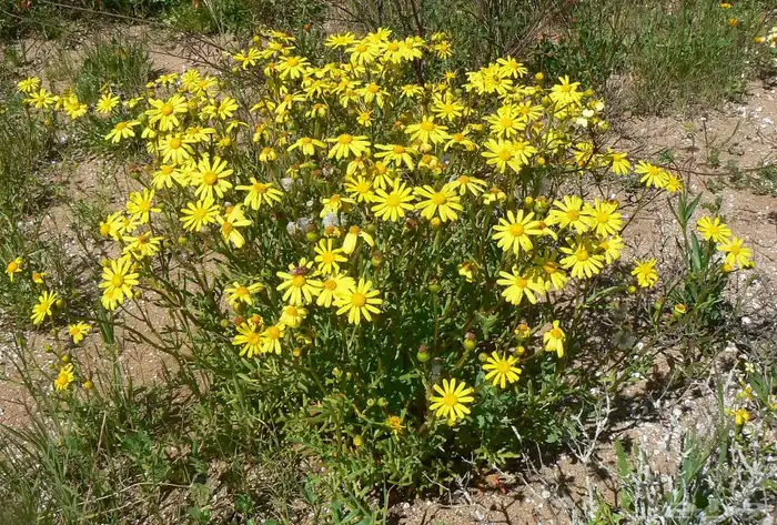 بذور جرجارنضيف 1