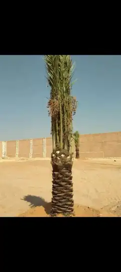 يوجد لدينا نخيل مثمر جميع الانواع وجميع المقسات 3