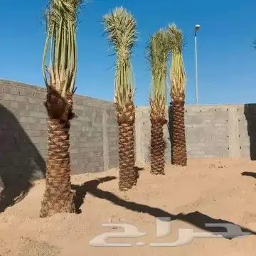 يوجد لدينا نخيل مثمر جميع الانواع وجميع المقسات 4