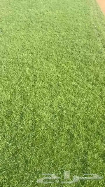ثيل طبيعي نجيله طبيعي ثيل c2000 8