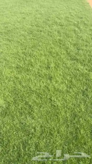 ثيل طبيعي نجيله طبيعي ثيل c2000 7