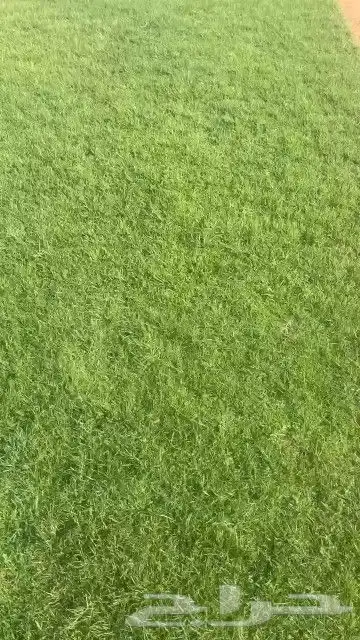 ثيل طبيعي نجيله طبيعي ثيل c2000 10