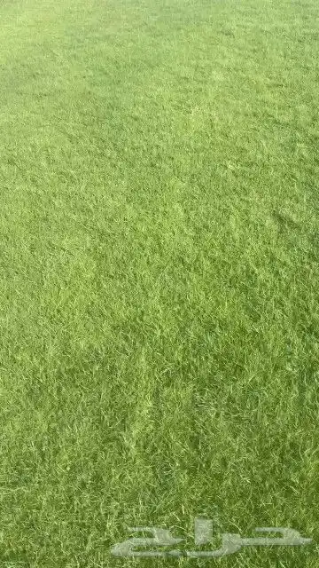 ثيل طبيعي نجيله طبيعي ثيل c2000 5