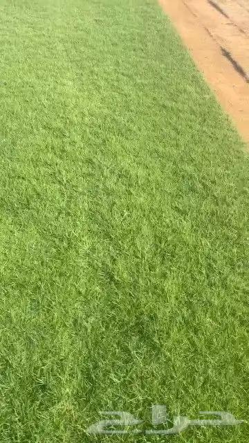 ثيل طبيعي نجيله طبيعي ثيل c2000 4