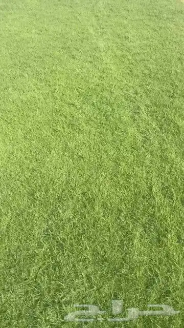 ثيل طبيعي نجيله طبيعي ثيل c2000 3