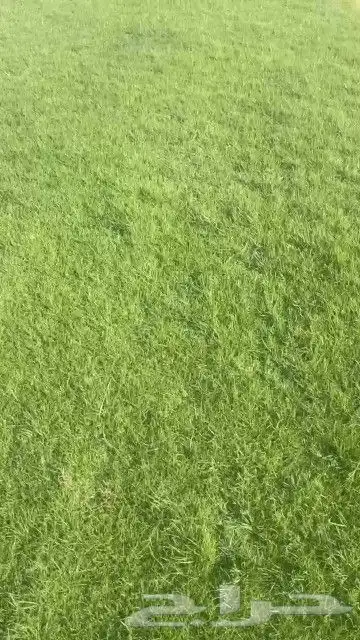 ثيل طبيعي نجيله طبيعي ثيل c2000 6
