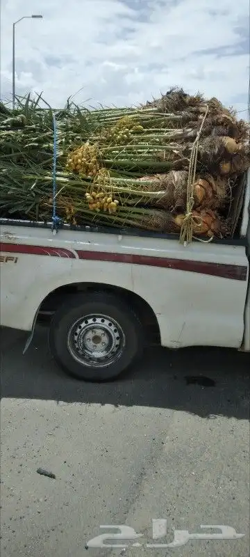 يوجد الدنيا جميع انواع النخيل المثمرة وزينه 4