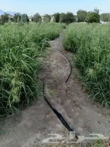 شتلات بلوبنك 2