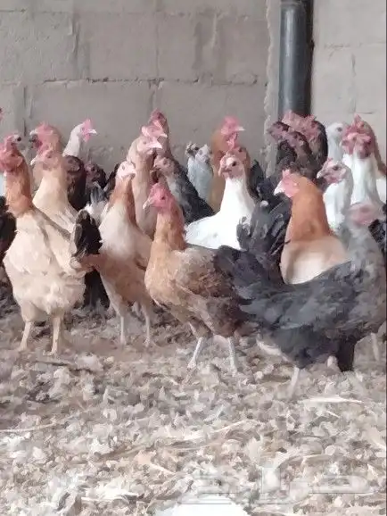 موجود دجاج بلدي بياض 1