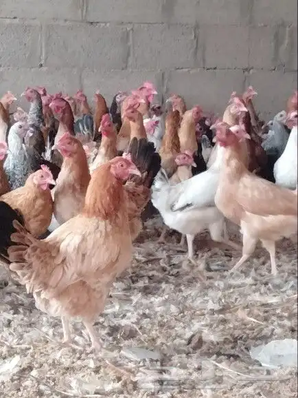 موجود دجاج بلدي بياض 0