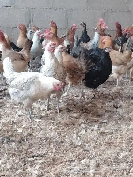 موجود دجاج بلدي بياض 2