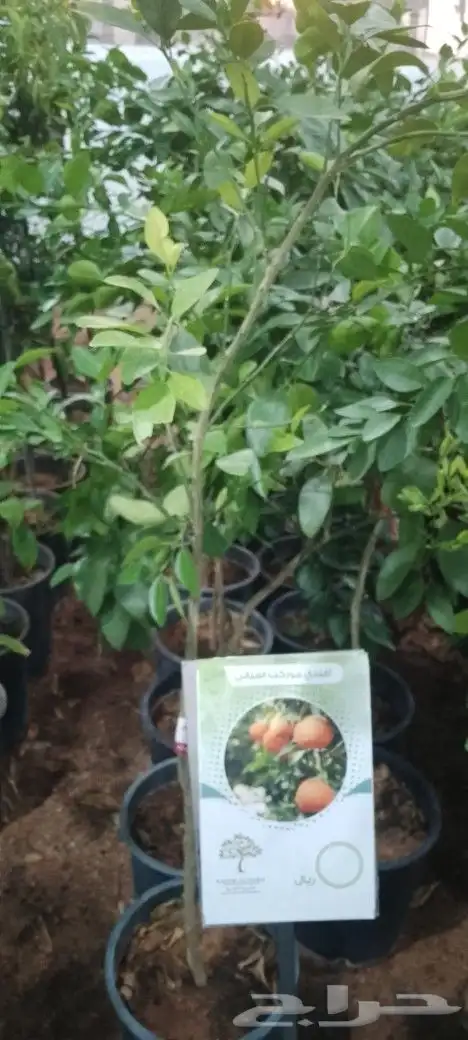 اشجار مثمره وأشجار زينه 8