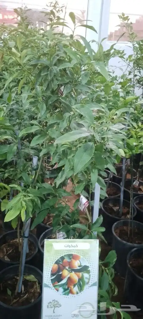 اشجار مثمره وأشجار زينه 9