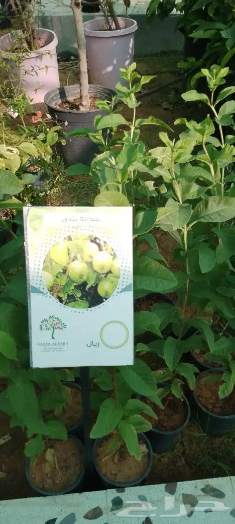 اشجار مثمره وأشجار زينه 2