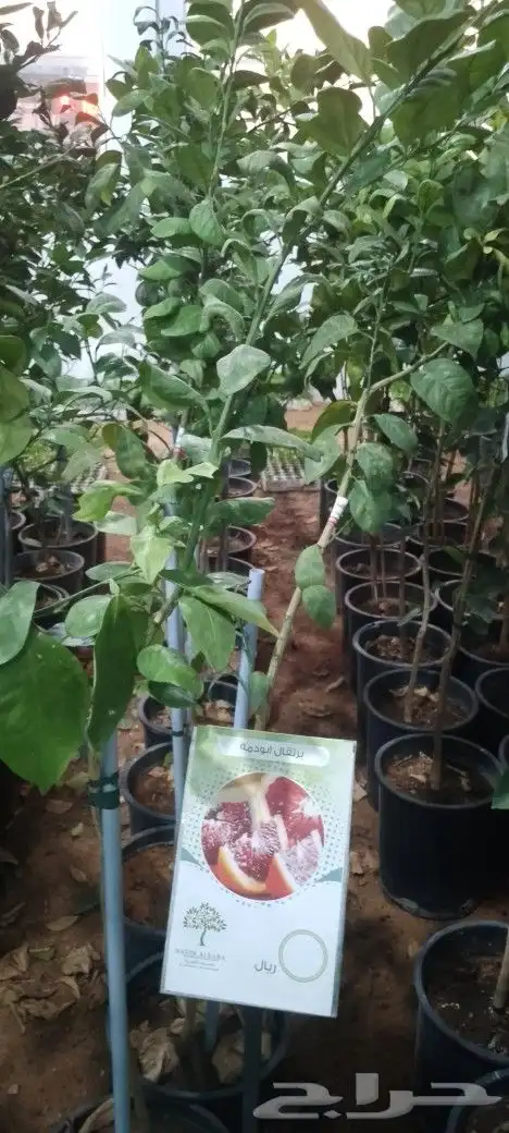 اشجار مثمره وأشجار زينه 6