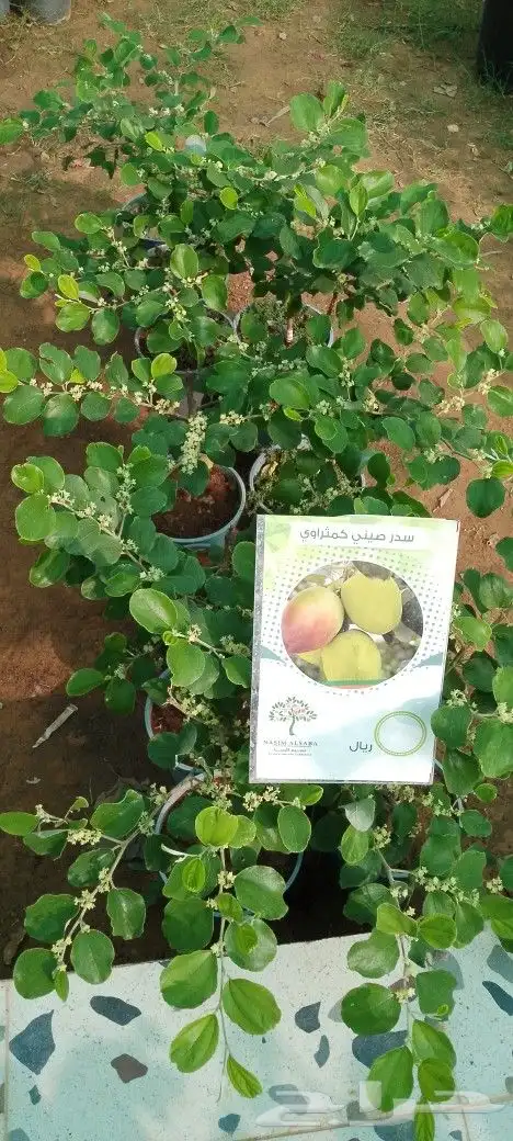 اشجار مثمره وأشجار زينه 1