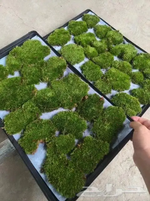 نبات الموس طحالب الوسادة 7